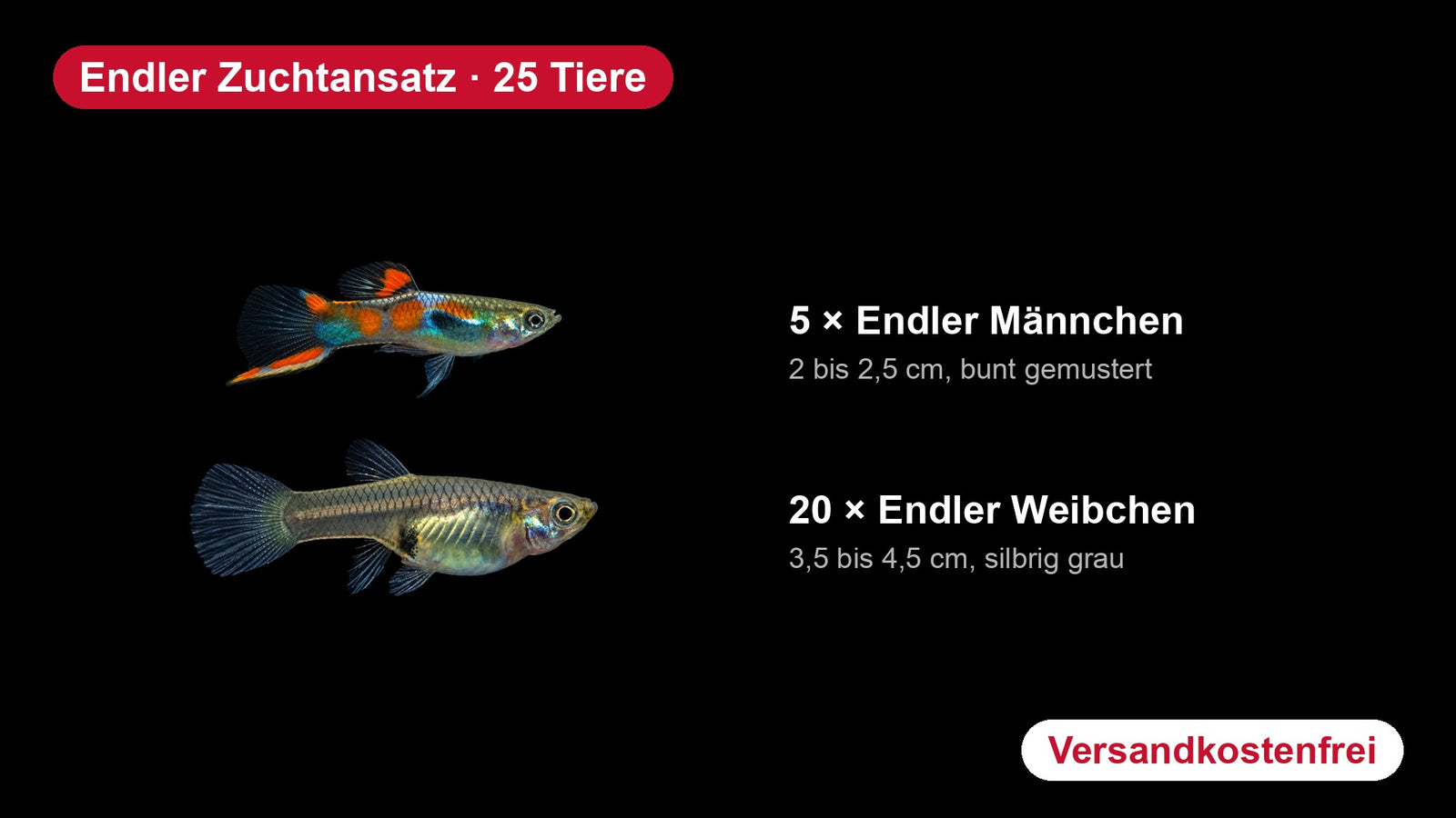 Endler Guppy Männchen und Weibchen, Zuchtansatz 25 Tiere