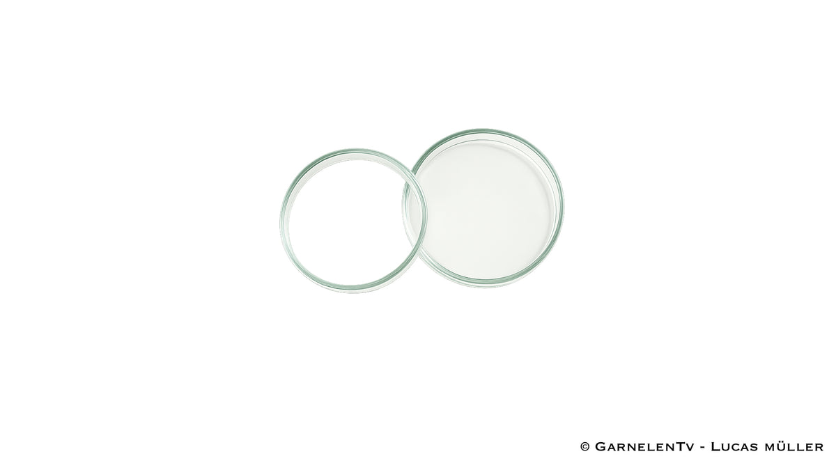 Futterschalen aus Glas | Optimal für Wirbellose / Zwerggarnelen und Krebse - GarnelenTv-Shop