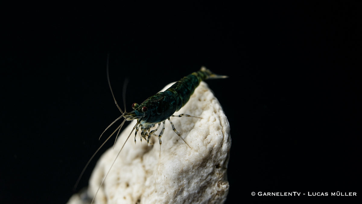 Nahaufnahme der Green Jade Garnele im Aquarium