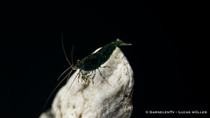 Nahaufnahme der Green Jade Garnele im Aquarium