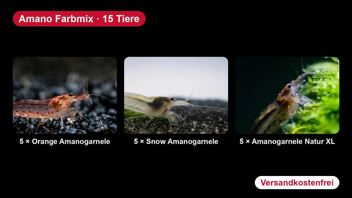 Amano Farbmix - 5 Orange + 5 Snow + 5 Natur - Caridina multidentata