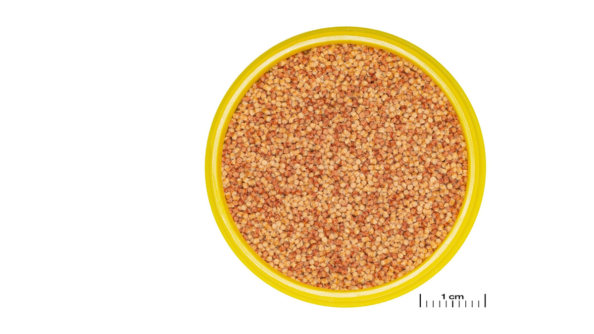 JBL PRONOVO COLOR GRANO – Fördert kräftige Farben und gesunde Verdauung