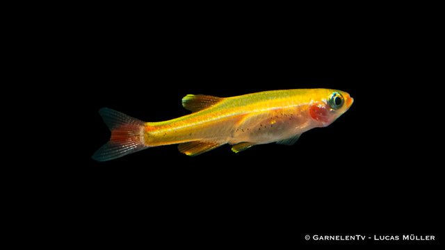 kardinalfisch-gold-tanichthys-albonubes