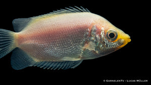 Helostoma temminckii Aquarienfisch