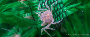 Süßwasserkrabbe für Aquarien ab 20 Liter