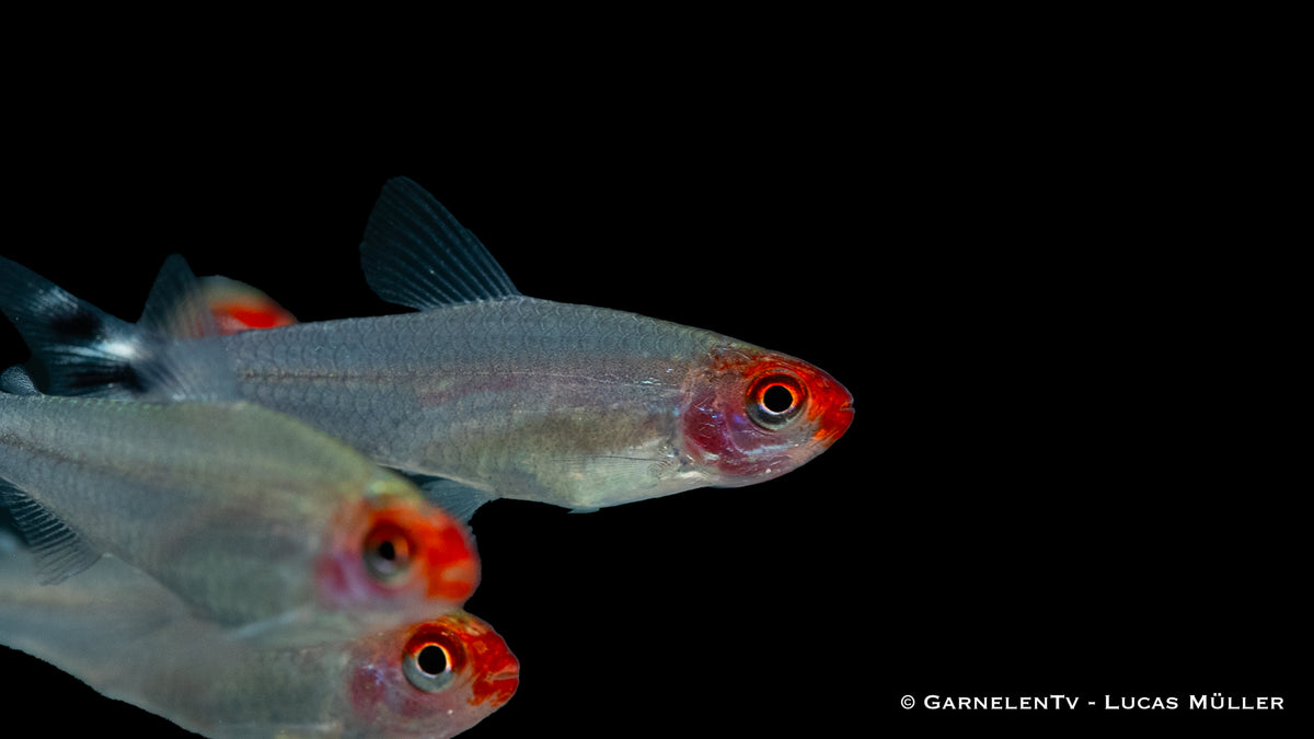 Nahaufnahme eines Rotkopfsalmlers (Petitella bleheri) im Aquarium