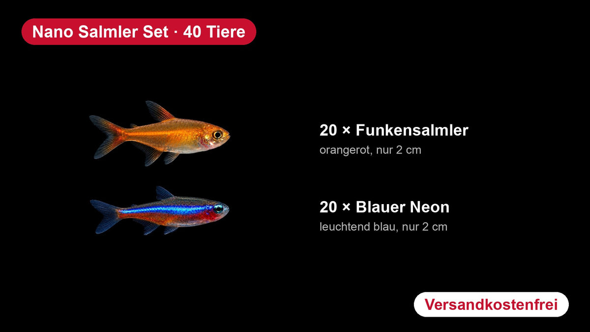 Nano Salmler Set: Funkensalmler und Blauer Neon im Überblick