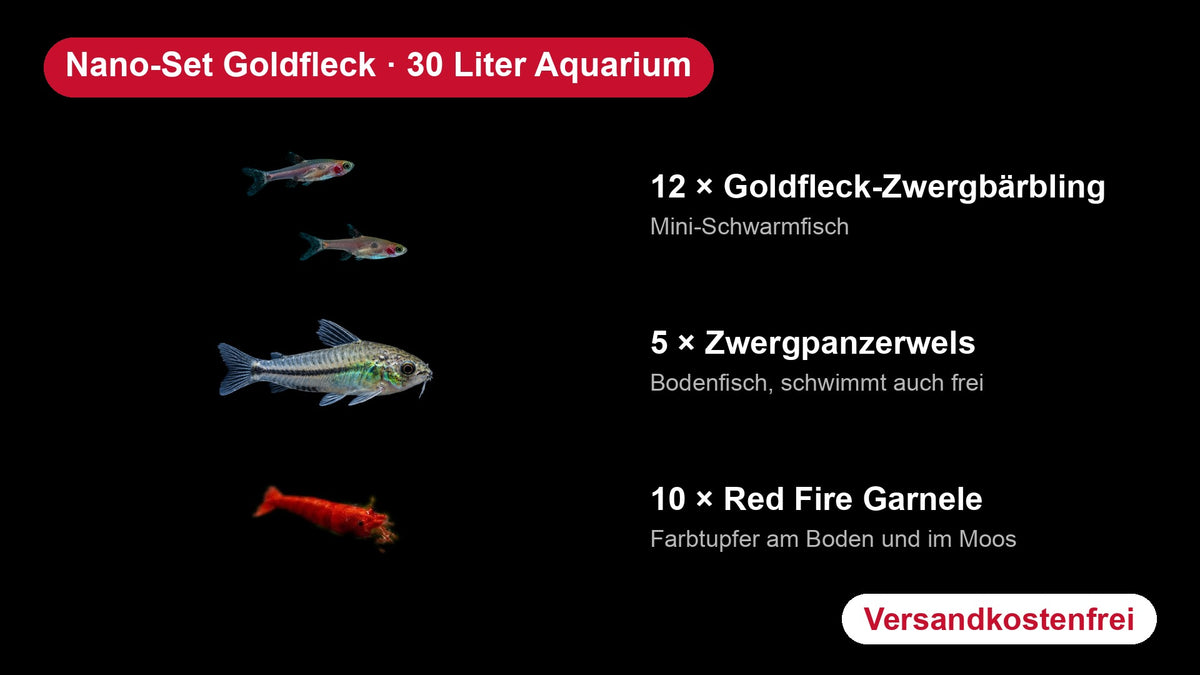 Nano-Set Goldfleck für 30 Liter mit Goldfleck-Zwergbärblingen, Zwergpanzerwelsen und Red Fire Garnelen