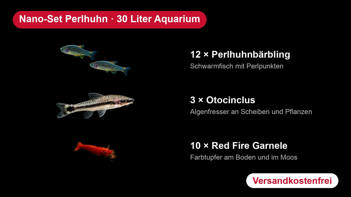 Nano-Set Perlhuhn für 30 Liter mit Perlhuhnbärblingen, Otocinclus und Red Fire Garnelen