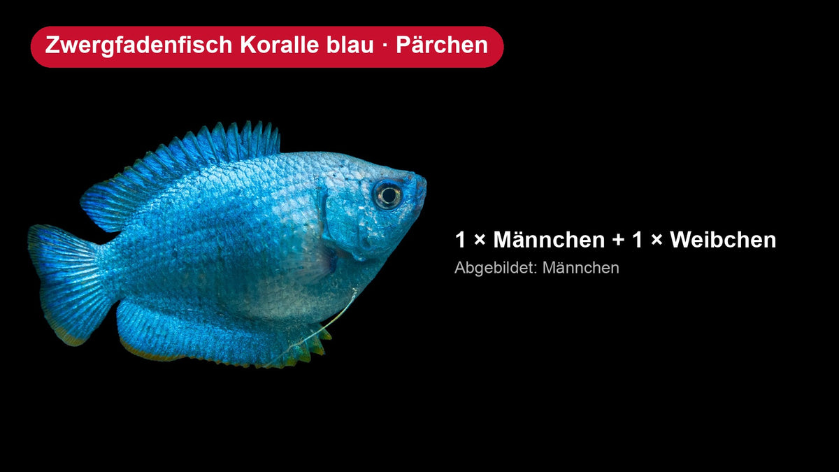 Zwergfadenfisch Koralle blau Pärchen - Trichogaster lalius, 1 Männchen und 1 Weibchen