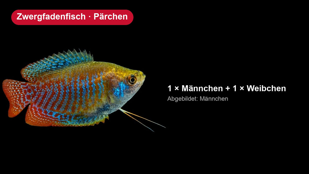 Zwergfadenfisch Pärchen - Trichogaster lalius, 1 Männchen und 1 Weibchen