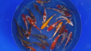Japan Koi Oofuchi - Cyprinus Carpio (33-38 cm)