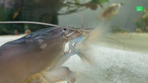 BLAUE GABUNFÄCHERHANDGARNELE - MONSTERFÄCHERGARNELE - ATYA GABONENSIS