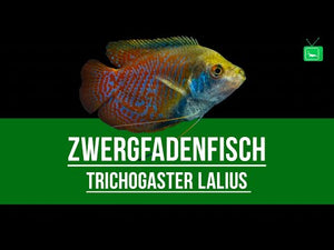 Zwergfadenfisch Koralle blau - Trichogaster/Colisa lalius
