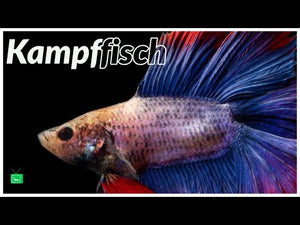 Kampffisch männlich Halbmond koi - Betta splendens