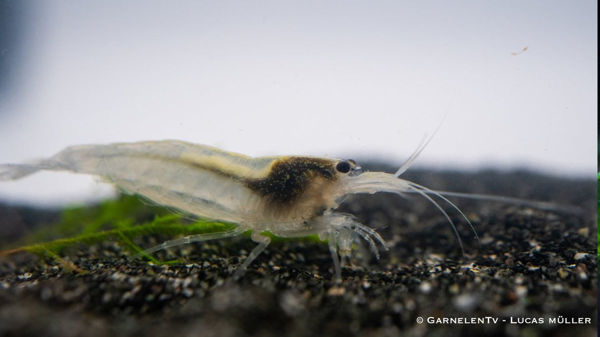 Snow Amanogarnele - Nachzucht - Caridina multidentata var. "snow" - GarnelenTv-Shop
