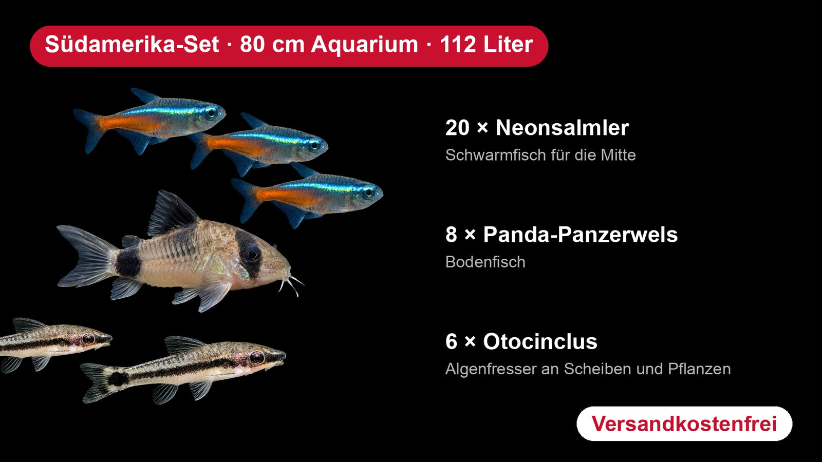 Südamerika-Set für 80 cm Aquarien (112 Liter) – 20 Neonsalmler, 8 Panda-Panzerwelse, 6 Otocinclus