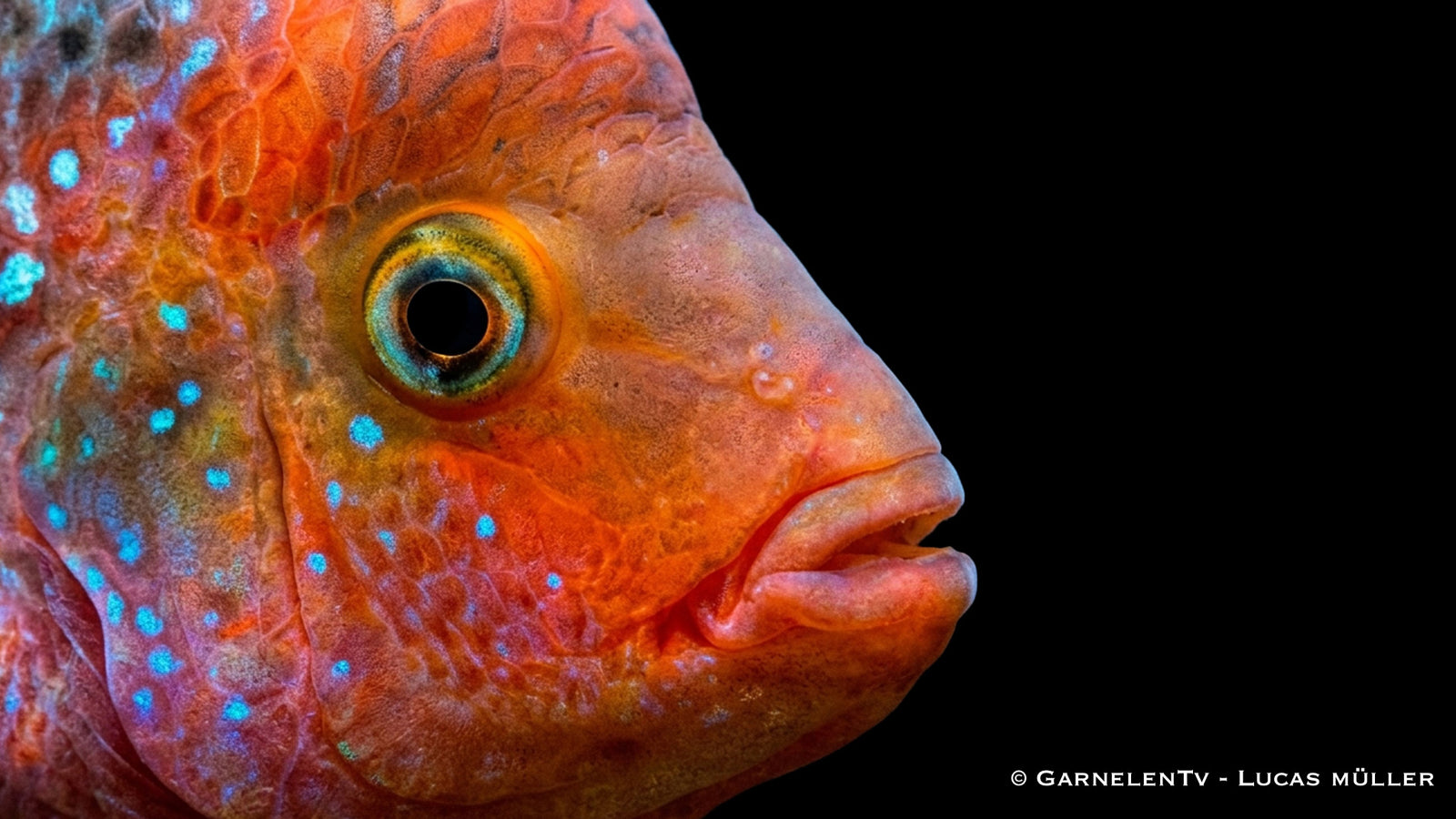 Cichlasoma synspilum Blue Spotted mit feuriger Kopffärbung und blauen Körperpunkten