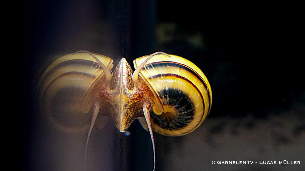 Zebra Apfelschnecke - Asolene spixi - GarnelenTv-Shop

Zebra Apfelschnecke – Asolene spixi im Aquarium
