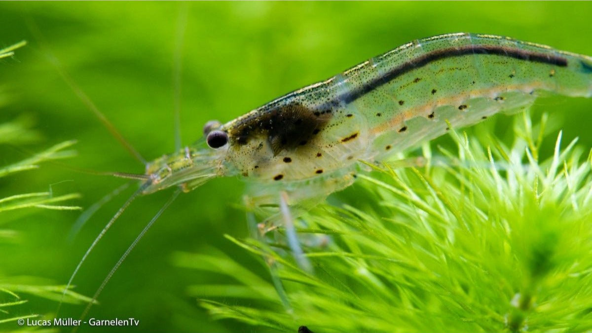 Gruppe von Amanogarnelen in einem bepflanzten Aquarium