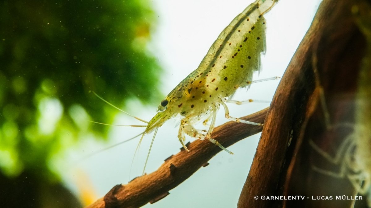 Amanogarnele in einem japanischen Fluss