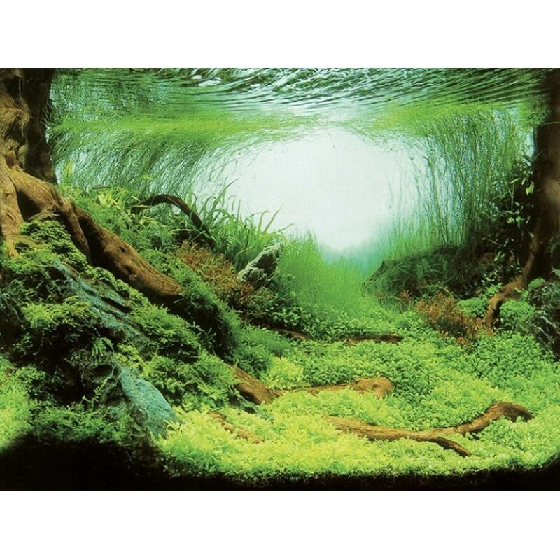 Aquarien-Hintergrund 60x30 cm - Plants/Ocean S - GarnelenTv-Shop
Rückseite Aquarien-Hintergrund 60x30 cm Plants/Ocean
