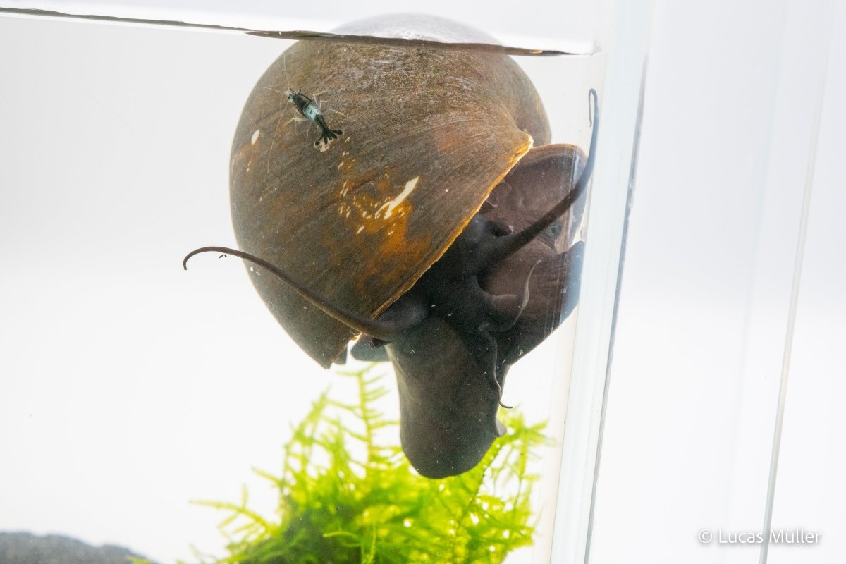 Asiatische Apfelschnecke - Pilla ampullacea - GarnelenTv-Shop

Asiatische Apfelschnecke Pilla ampullacea im Aquarium

