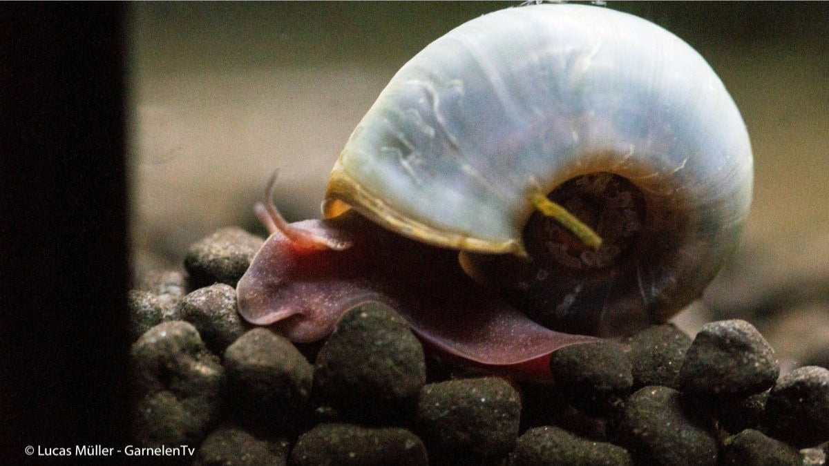 Avatar Posthornschnecke mit Zwerggarnelen im Aquarium