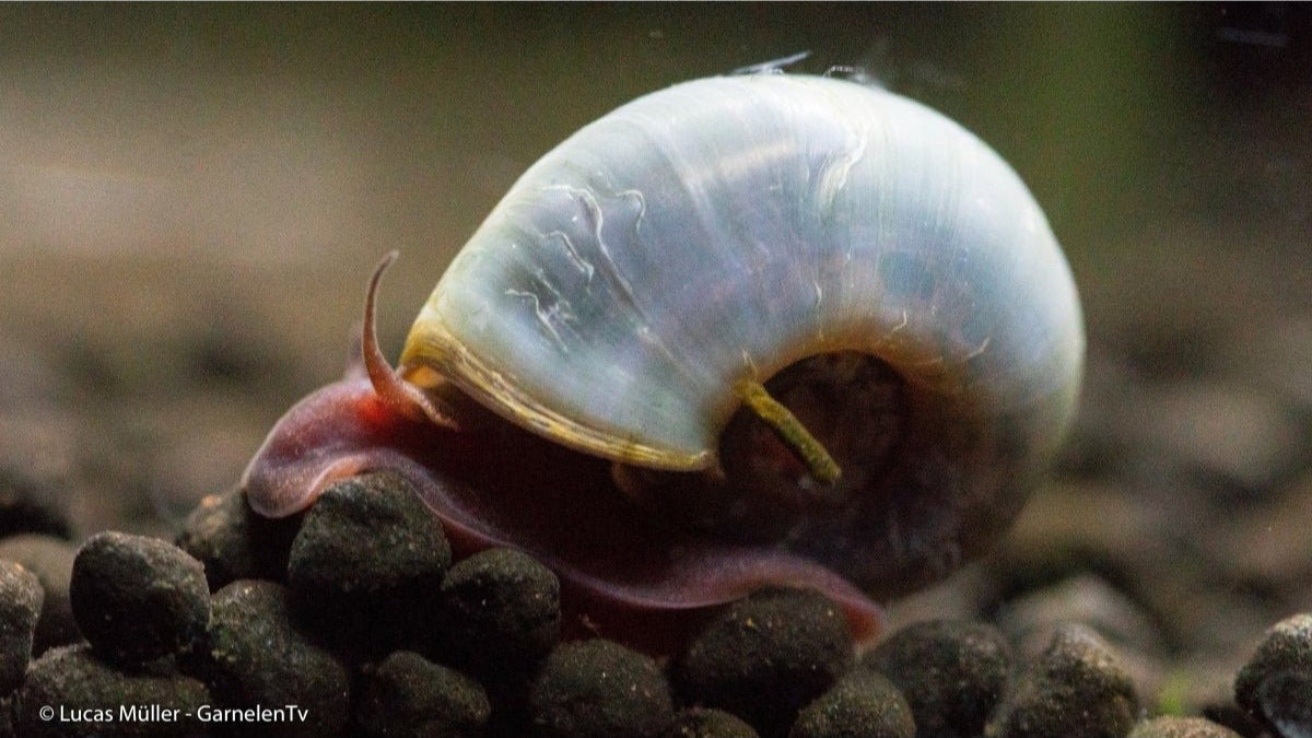 Avatar Posthornschnecke mit weißlich-transparentem Gehäuse