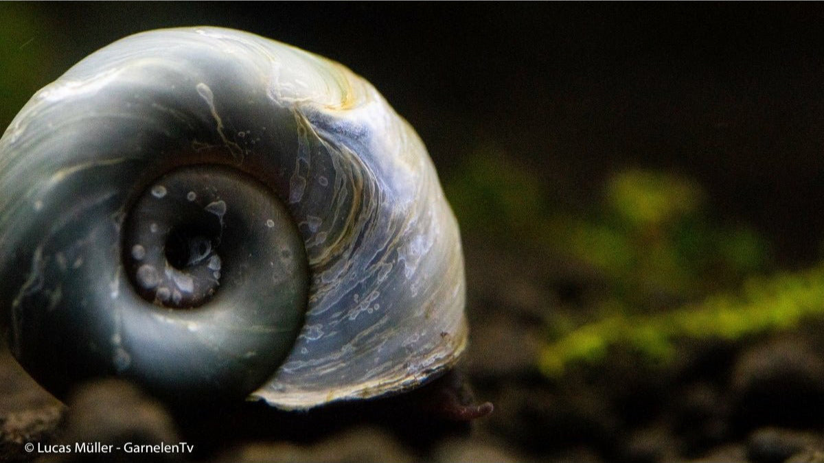 Avatar Posthornschnecke - Planorbella duryi duryi (Blaue PHS DNZ) - GarnelenTv-Shop

Avatar Posthornschnecke im Aquarium

