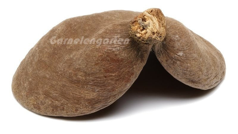 Badam Schote

