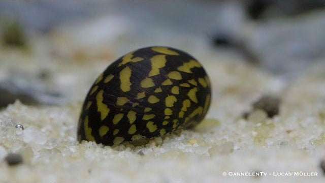 Batik Schnecke - Neritina variegata / Tattoo Schnecke - GarnelenTv-Shop