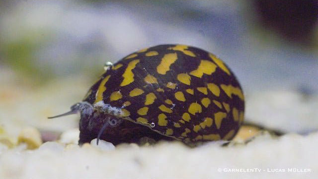 Batik Schnecke - Neritina variegata / Tattoo Schnecke - GarnelenTv-Shop

Batik Schnecke Neritina variegata – Goldgelbes Muster

