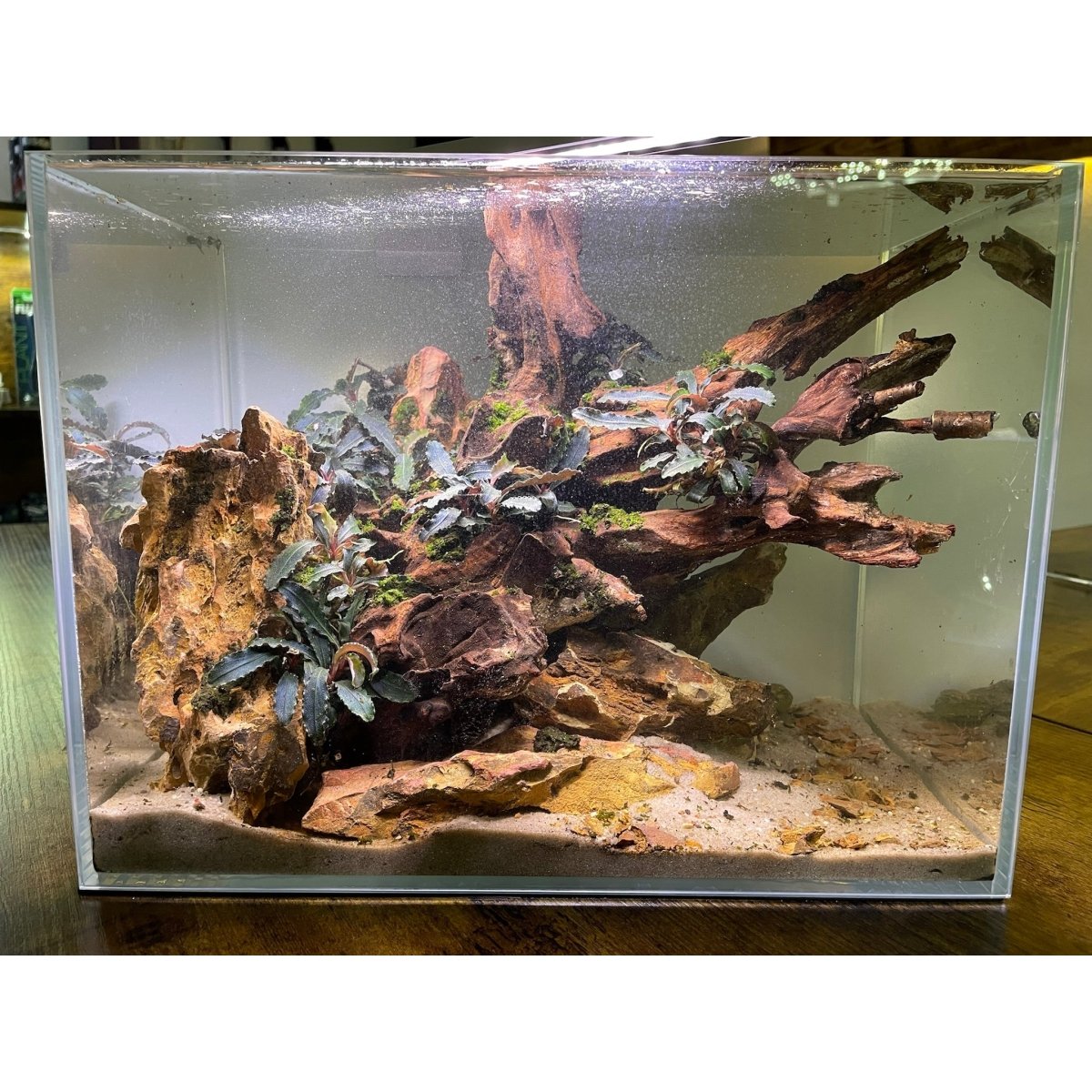Beratung mit Einrichten - GarnelenTv-Shop

Aquarium Beratung: Technik, Einrichtung und Pflege

