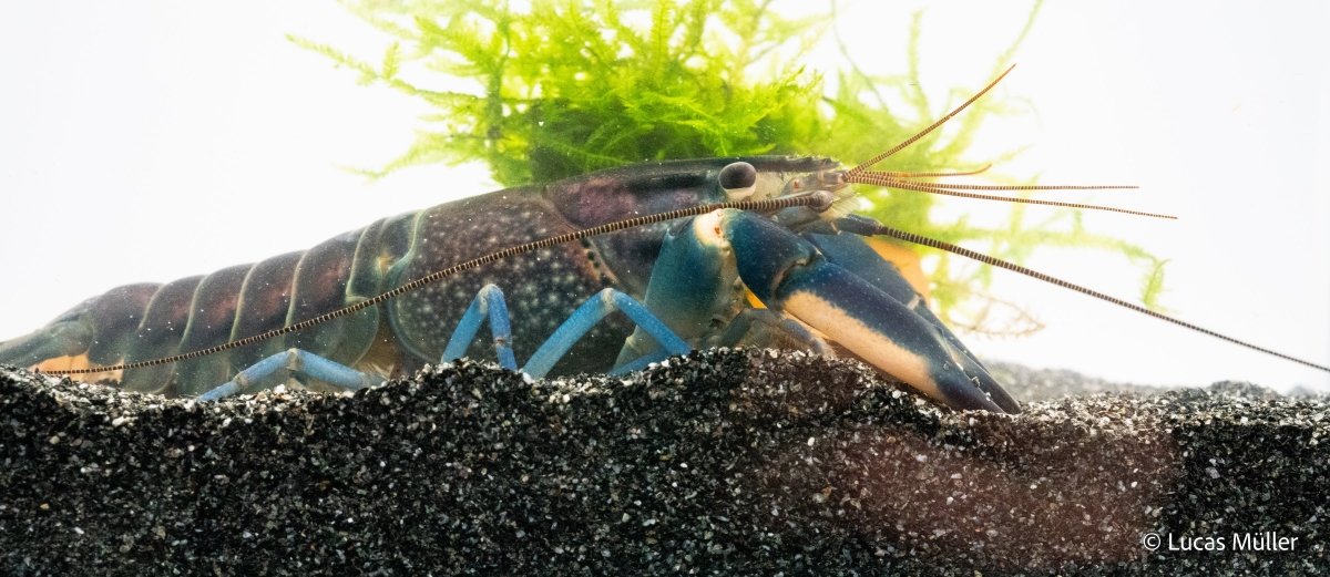 Blau-Rosa Cherax pulcher Krebs im Aquarium