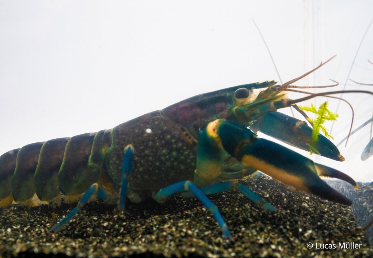 Blau-Rosa Cherax pulcher Krebs im Aquarium