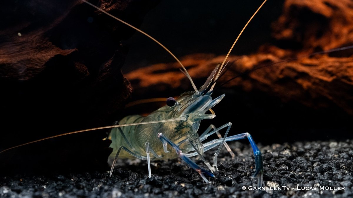 Blaue Ringelhandgarnele - Macrobrachium dayanum var. blau - GarnelenTv-Shop

Blaue Ringelhandgarnele Macrobrachium rosenbergii
