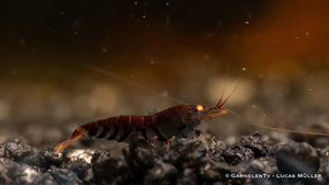 Dunkelblaue Tigergarnele in Nahaufnahme