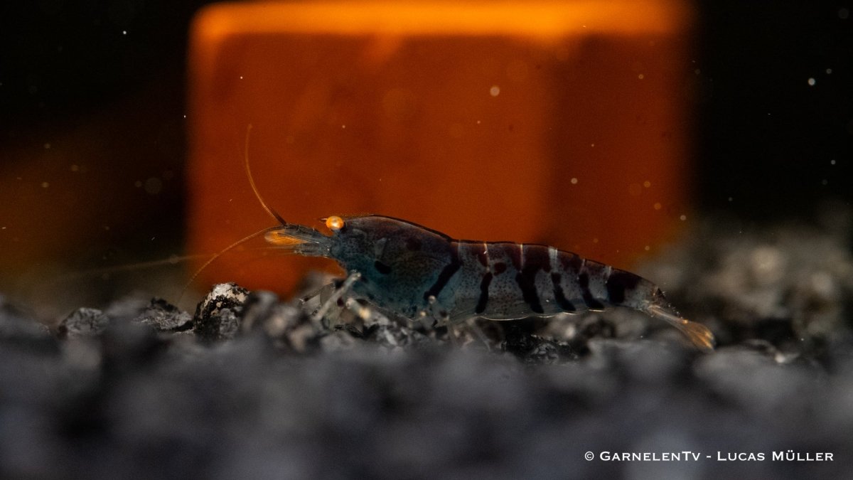 Blaue Tigergarnele OE - Blue Tiger - Caridina mariae (DNZ) Deep blue - GarnelenTv-Shop

Blaue Tigergarnele OE im Aquarium

