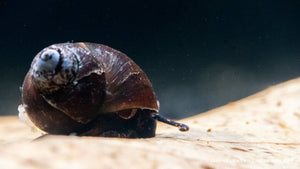Blue Berry Snail - Notopala sp. - GarnelenTv-Shop

Notopala sp. auf Aquariumboden
