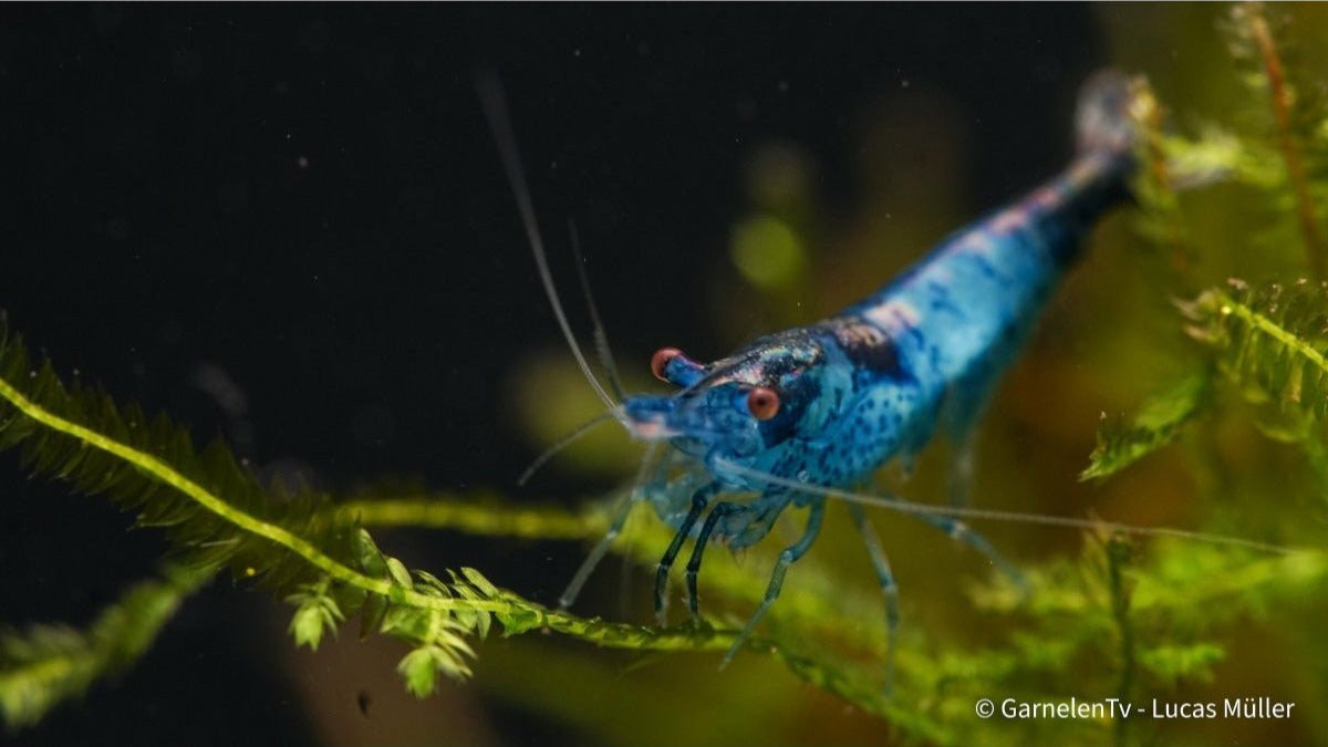 Blue Rili Garnele auf hellem Untergrund