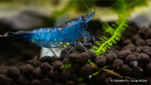 Blue Carbon Rili Garnele zwischen Aquarienpflanzen