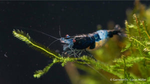 Blue/Black Rili Garnele - Blue Carbon Rili - Neocaridina davidi - GarnelenTv-Shop

Blue Rili Garnele schwimmt im Aquarium

