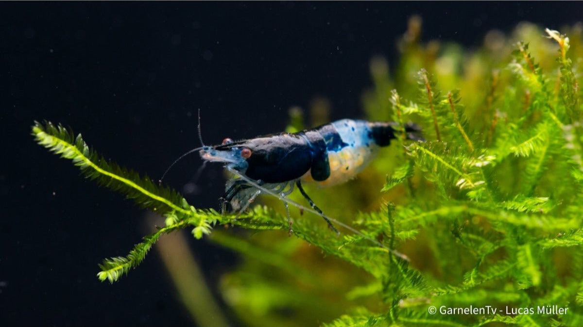 Aquarium mit Blue Rili Garnelen und Pflanzen