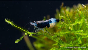 Aquarium mit Blue Rili Garnelen und Pflanzen
