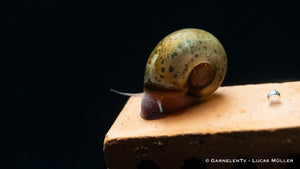 Braune Posthornschnecke - Planorbella duryi duryi - GarnelenTv-Shop

Braune Posthornschnecke frisst Algen im Wasserterrarium

