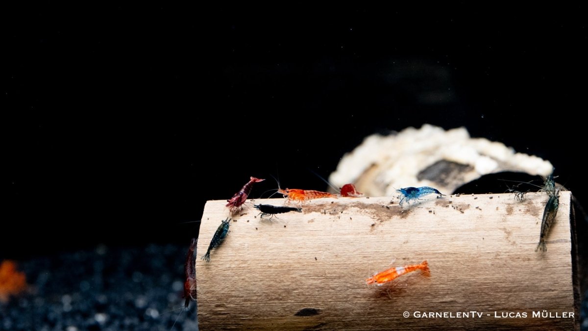 Garnelen Mix - Neocaridina - GarnelenTv-Shop

Bunter Neocaridina Garnelen Mix im Aquarium
