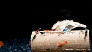 Garnelen Mix - Neocaridina - GarnelenTv-Shop

Bunter Neocaridina Garnelen Mix im Aquarium
