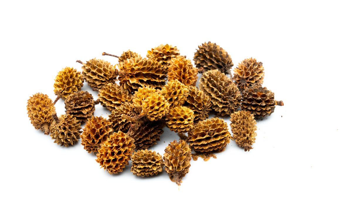 GarnelenTv Premium - Casuarina Cones - Kasuarinen Zapfen - 30g - GarnelenTv-Shop

Casuarina Cones – Garnelen Dekoration für Aquarien
