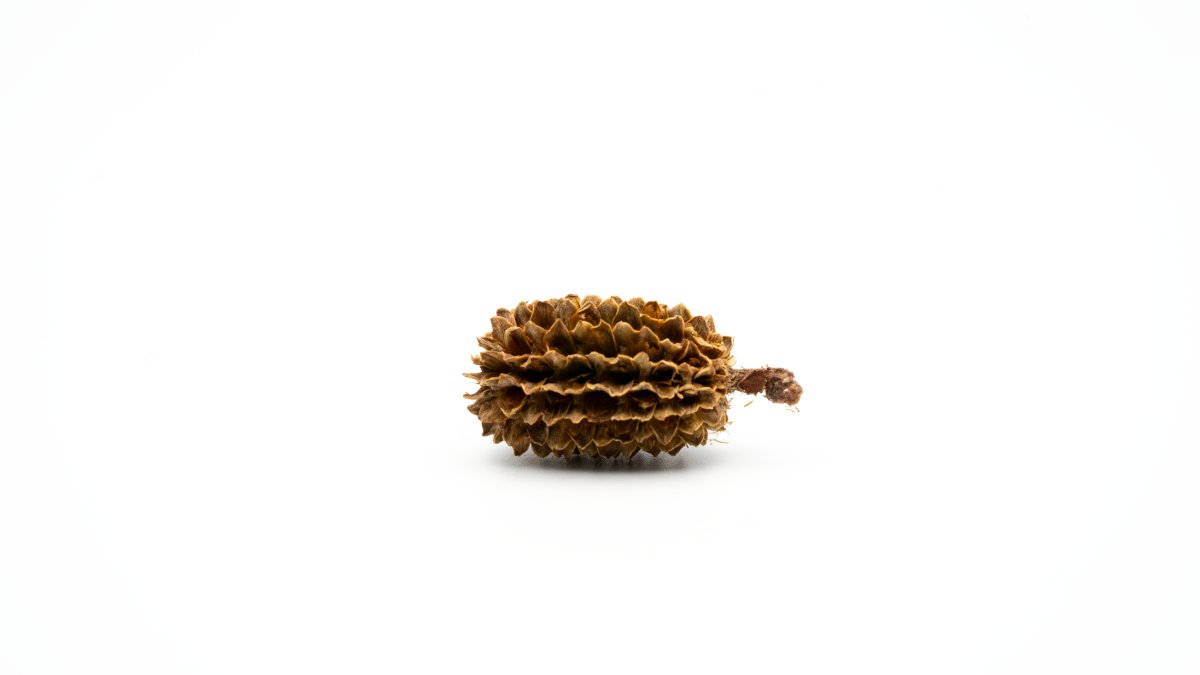 GarnelenTv Premium - Casuarina Cones - Kasuarinen Zapfen - 30g - GarnelenTv-Shop

Casuarina Cones – Garnelen Dekoration für Aquarien
